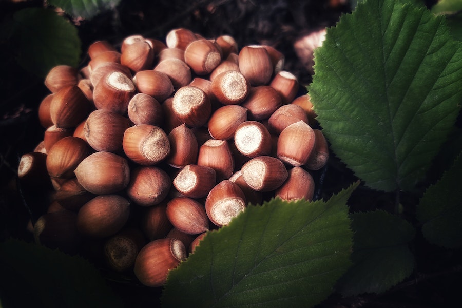 Fındık Nedir? – Fındık Dalı